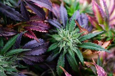 Mid-Year Check-In: What’s Really Happening in the Cannabis Industry in 2025?